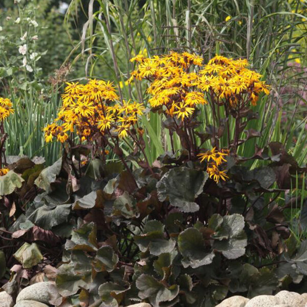 9223015_ligularia_marie_crawford_04