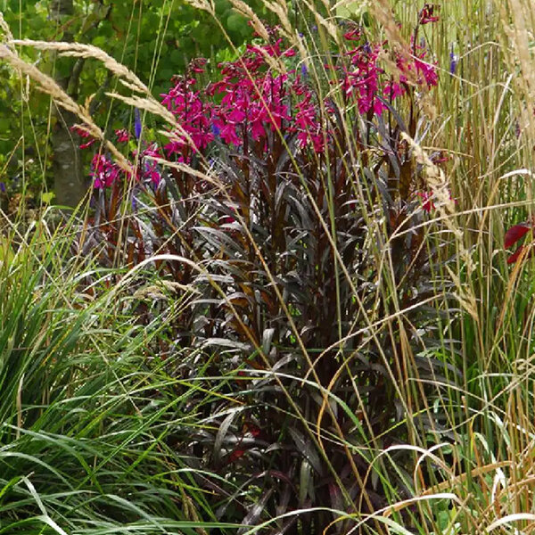 6244350_lobelia_russian_princess_01