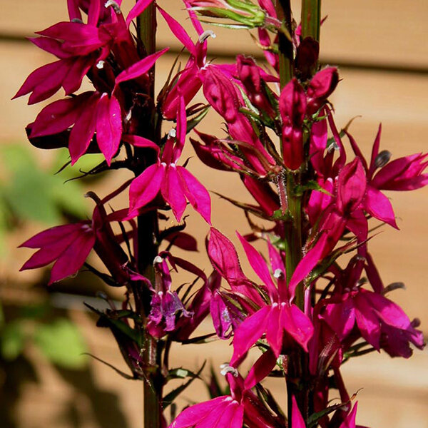 6244350_lobelia_russian_princess_02