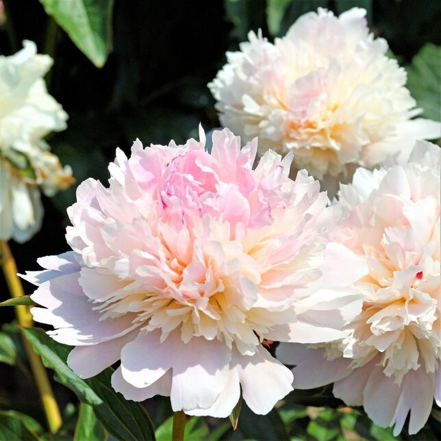 9223154_paeonia_allertie_03