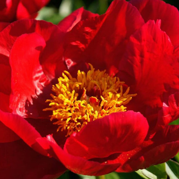 9243219_paeonia_blaze_01