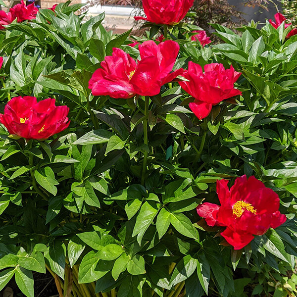 9243219_paeonia_blaze_02