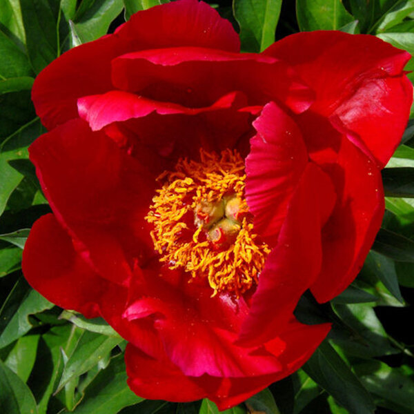 9243219_paeonia_blaze_03
