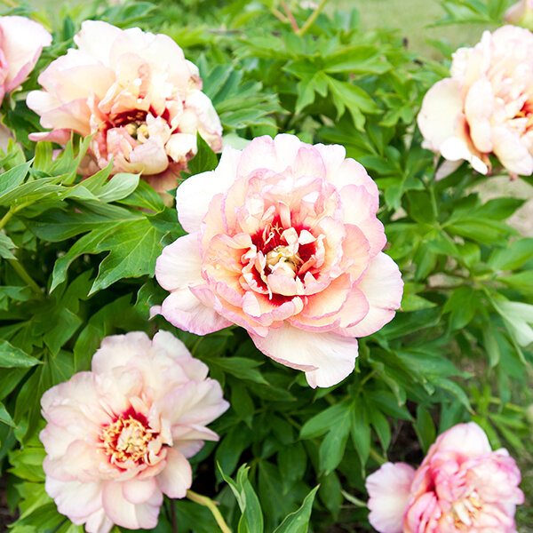 1025368_paeonia_callies_memory_01