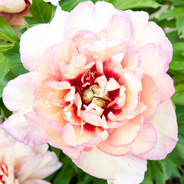 1025368_paeonia_callies_memory_02