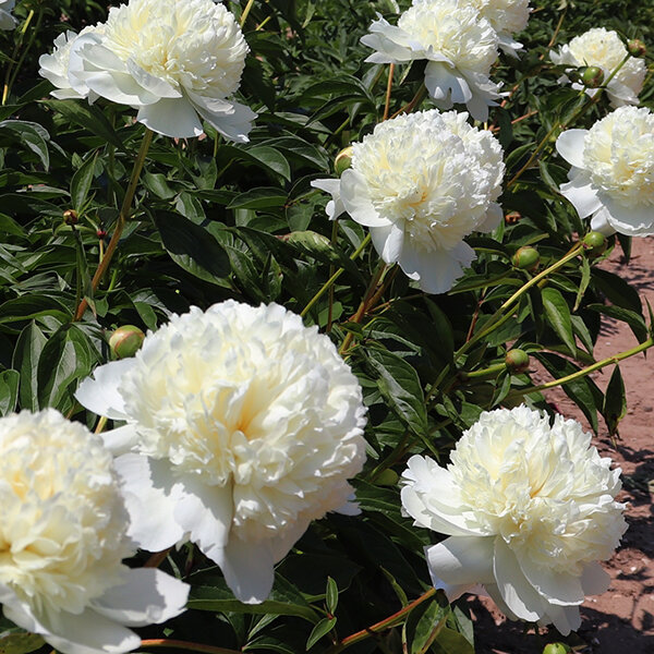 10223698_paeonia_lancaster_imp_01