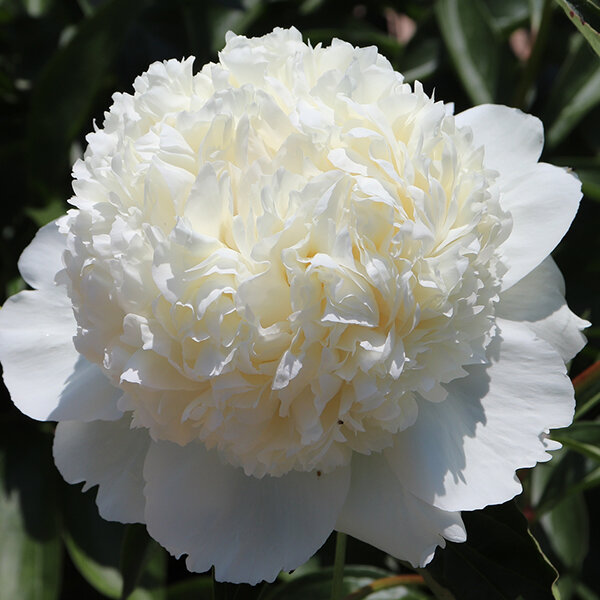 10223698_paeonia_lancaster_imp_02