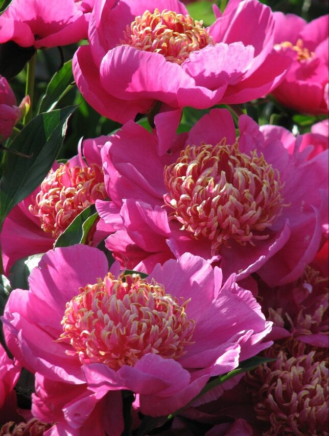 9243218_paeonia_neon_03