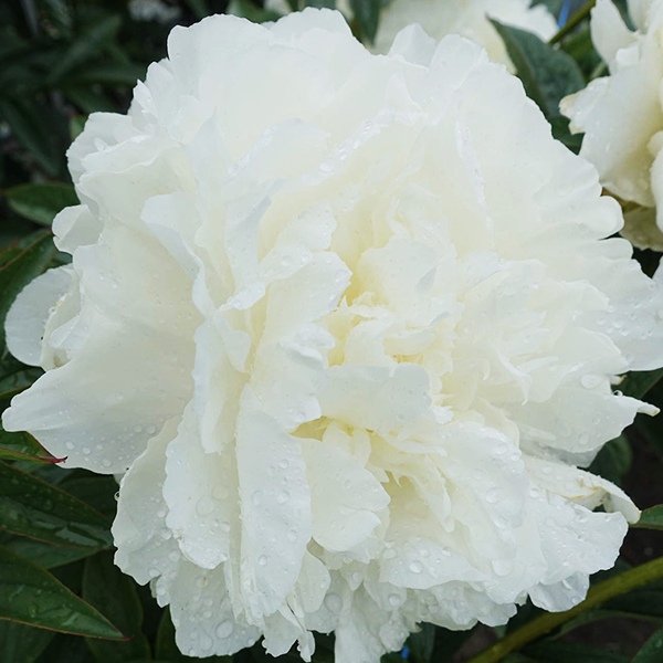 10254892_paeonia_puffed_cotton_01