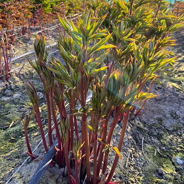 10254892_paeonia_puffed_cotton_02