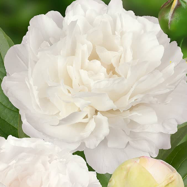 10254892_paeonia_puffed_cotton_03
