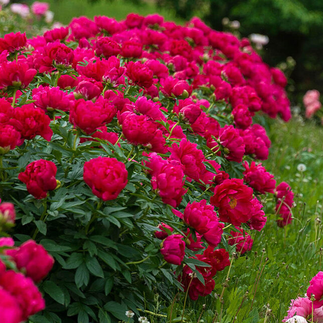 9243164_paeonia_red_sarah_bernard_01