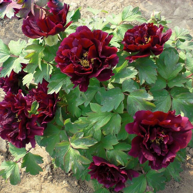 3251563_paeonia_s