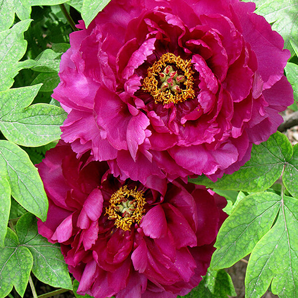 3241565_paeonia_s