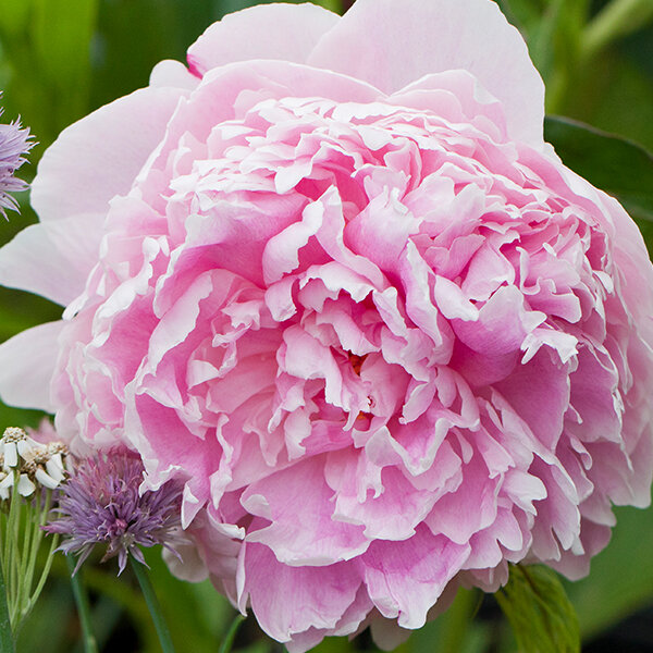 9240346_paeonia_sarah_bernhardt_02