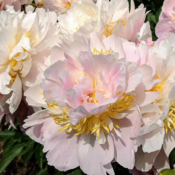 9243166_paeonia_top_brass_02