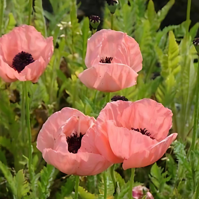 4244284_papaver_kleine_tanzerin_01