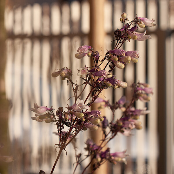 5240354_penstemon_dark_towers_01