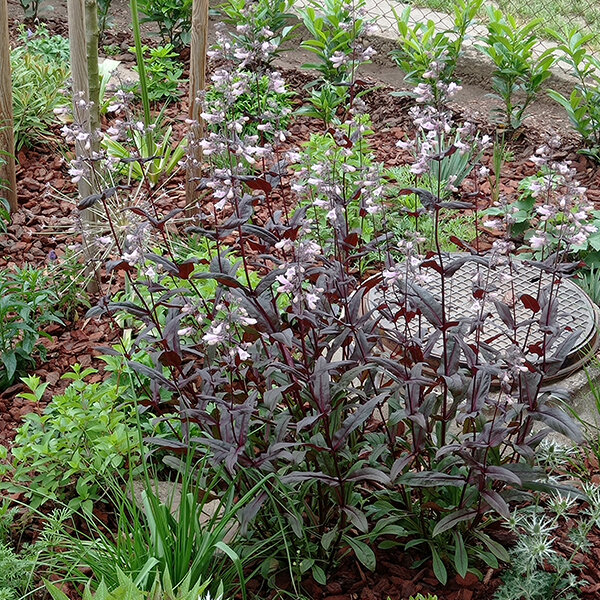 5240354_penstemon_dark_towers_02