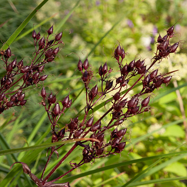 5240354_penstemon_dark_towers_03