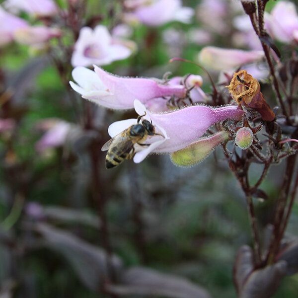 5240354_penstemon_dark_towers_04