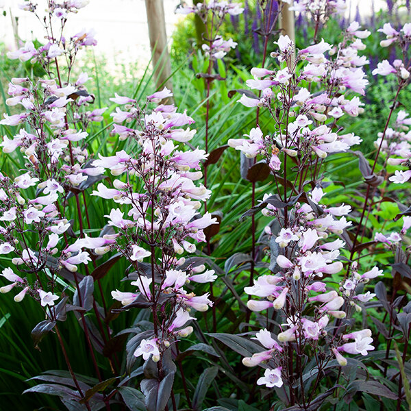 5240354_penstemon_dark_towers_05
