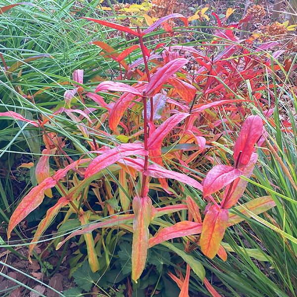 5240354_penstemon_dark_towers_06