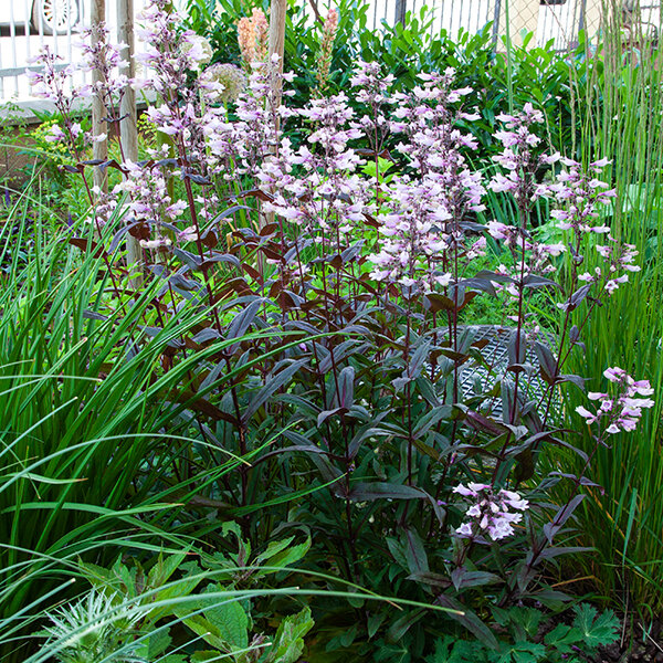 5240354_penstemon_dark_towers_08