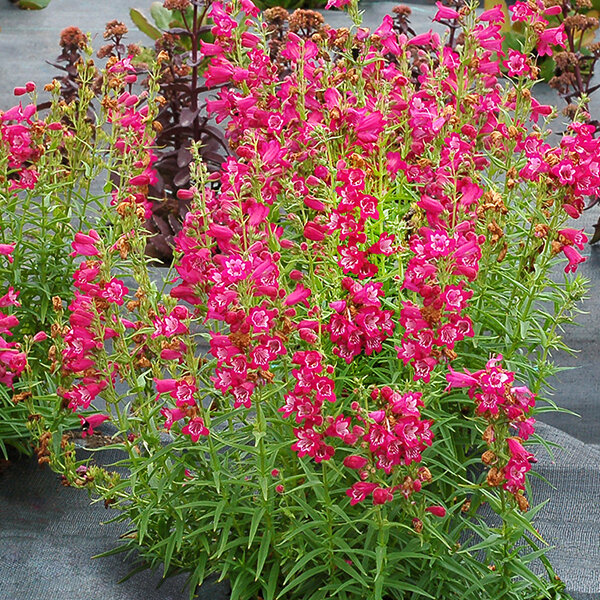 8223632_penstemon_harlequin_magenta_01