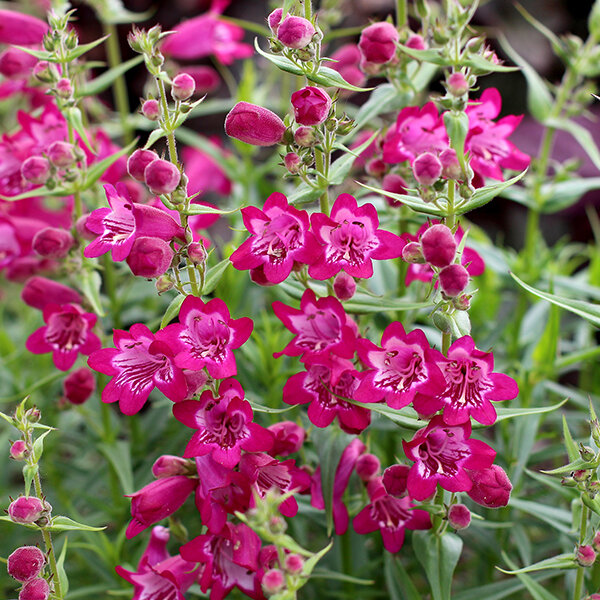 8223632_penstemon_harlequin_magenta_02