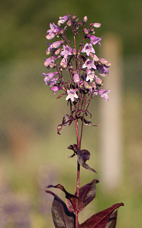 7231619_penstemon_pocahontas_02