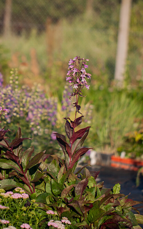 7231619_penstemon_pocahontas_03