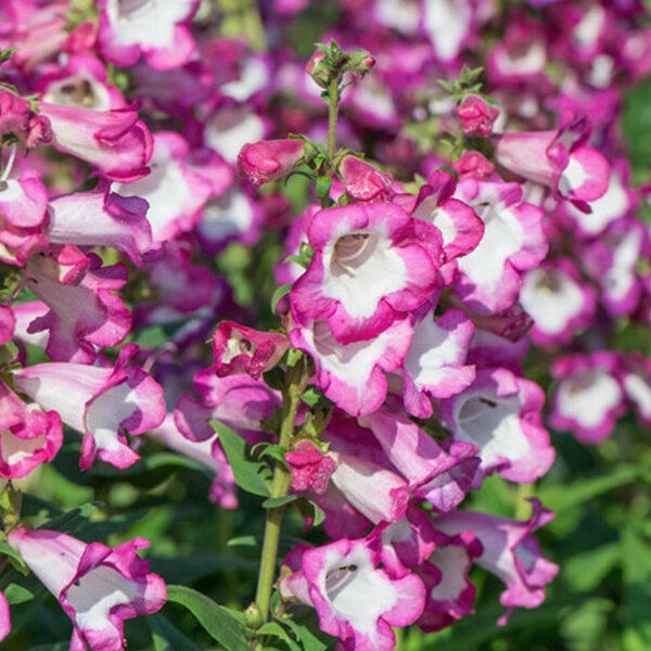 3252625_penstemon_polaris_pink_02