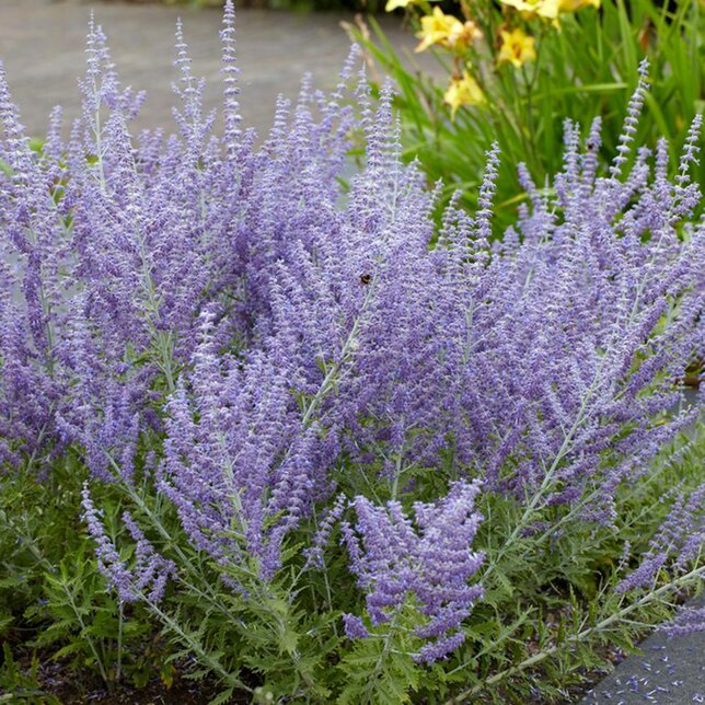 6250339_perovskia_russian_sage_01
