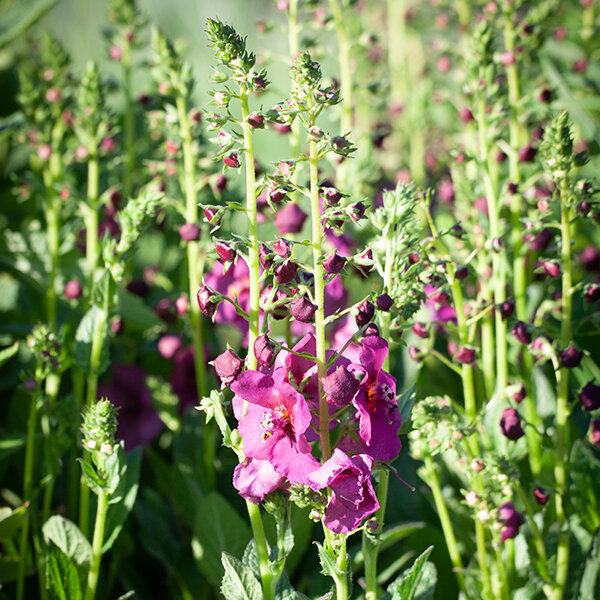 5211340_verbascum_plum_smokey_02