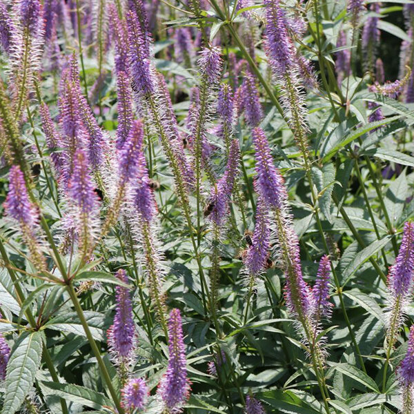 7241633_veronicastrum_cupid_02