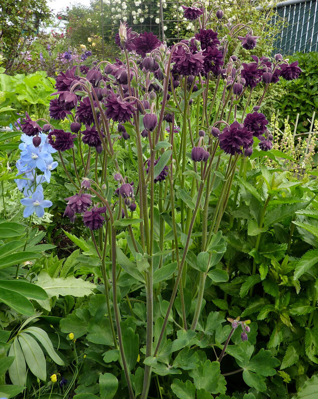 2250165_aquilegia_black_barlow_01