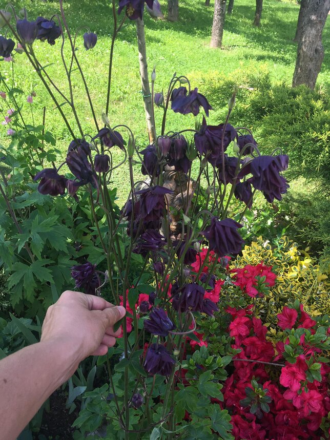 2250165_aquilegia_black_barlow_02