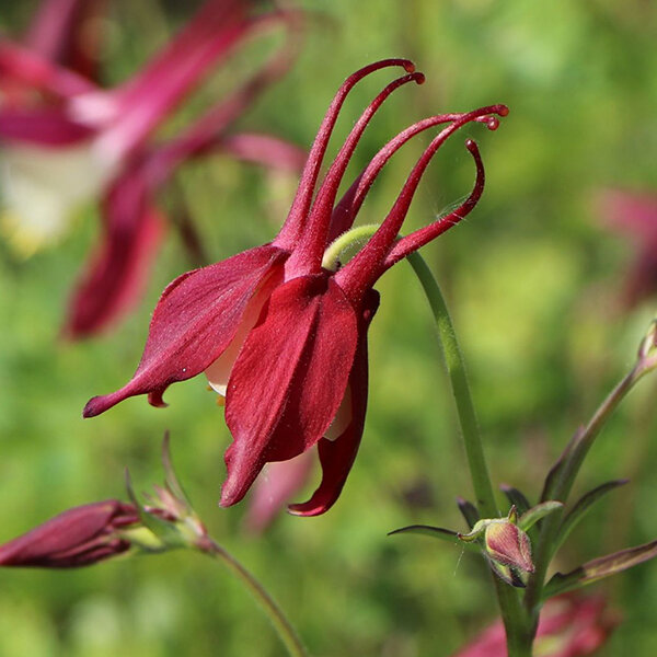 7241462_aquilegia_crimson_star_01