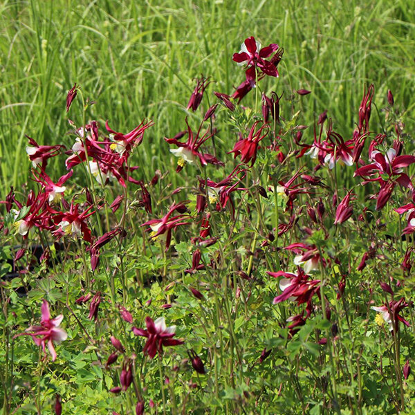 7241462_aquilegia_crimson_star_02