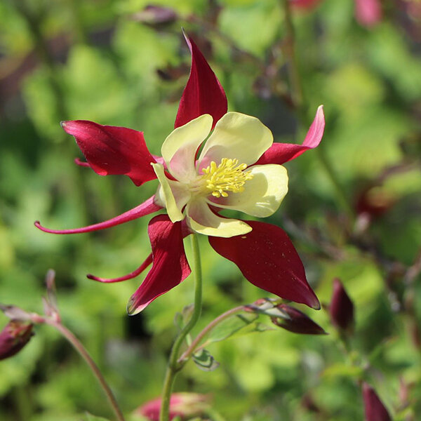 7241462_aquilegia_crimson_star_04