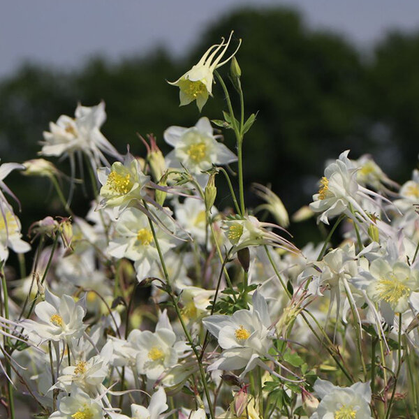 7241463_aquilegia_white_star_01