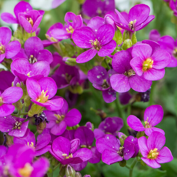 3252603_arabis_aubris_deep_rose_01