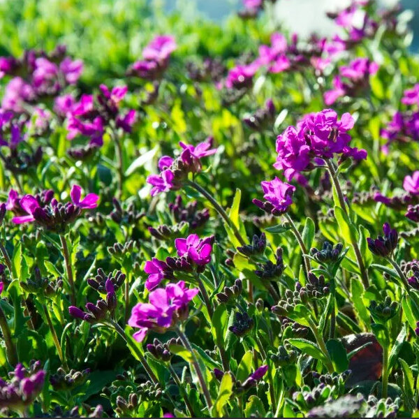 3252603_arabis_aubris_deep_rose_02