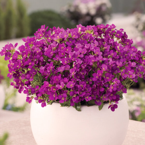 3252603_arabis_aubris_deep_rose_03