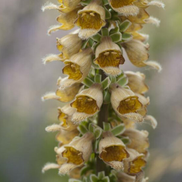 10202391_digitalis_ferruginea_01