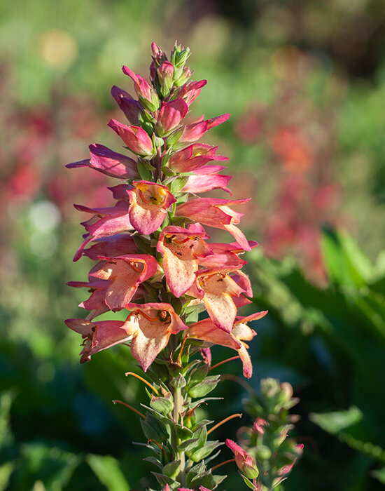 7223574_digitalis_rising_phoenix_03