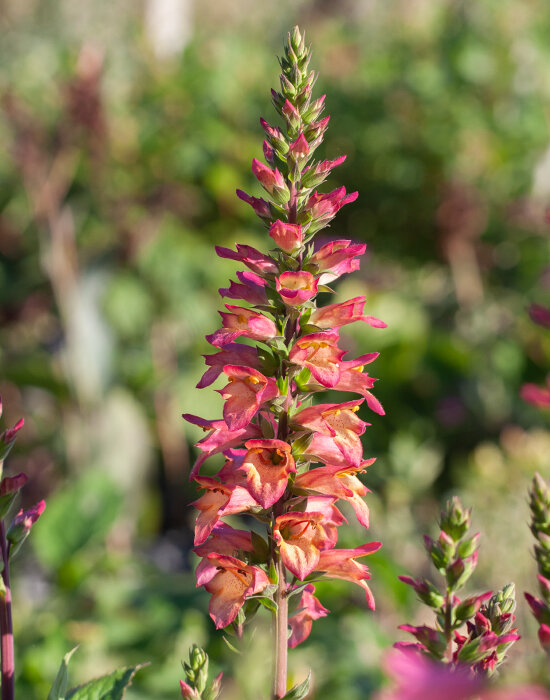 7223574_digitalis_rising_phoenix_04