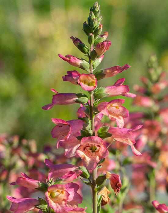 7223574_digitalis_rising_phoenix_05