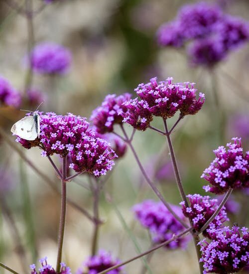 17250824_verbena_bonariensis_01